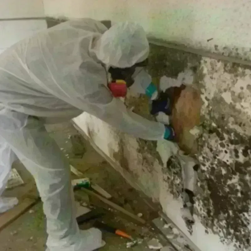 Mold Remediation and Removal in Guadalupe County, TX